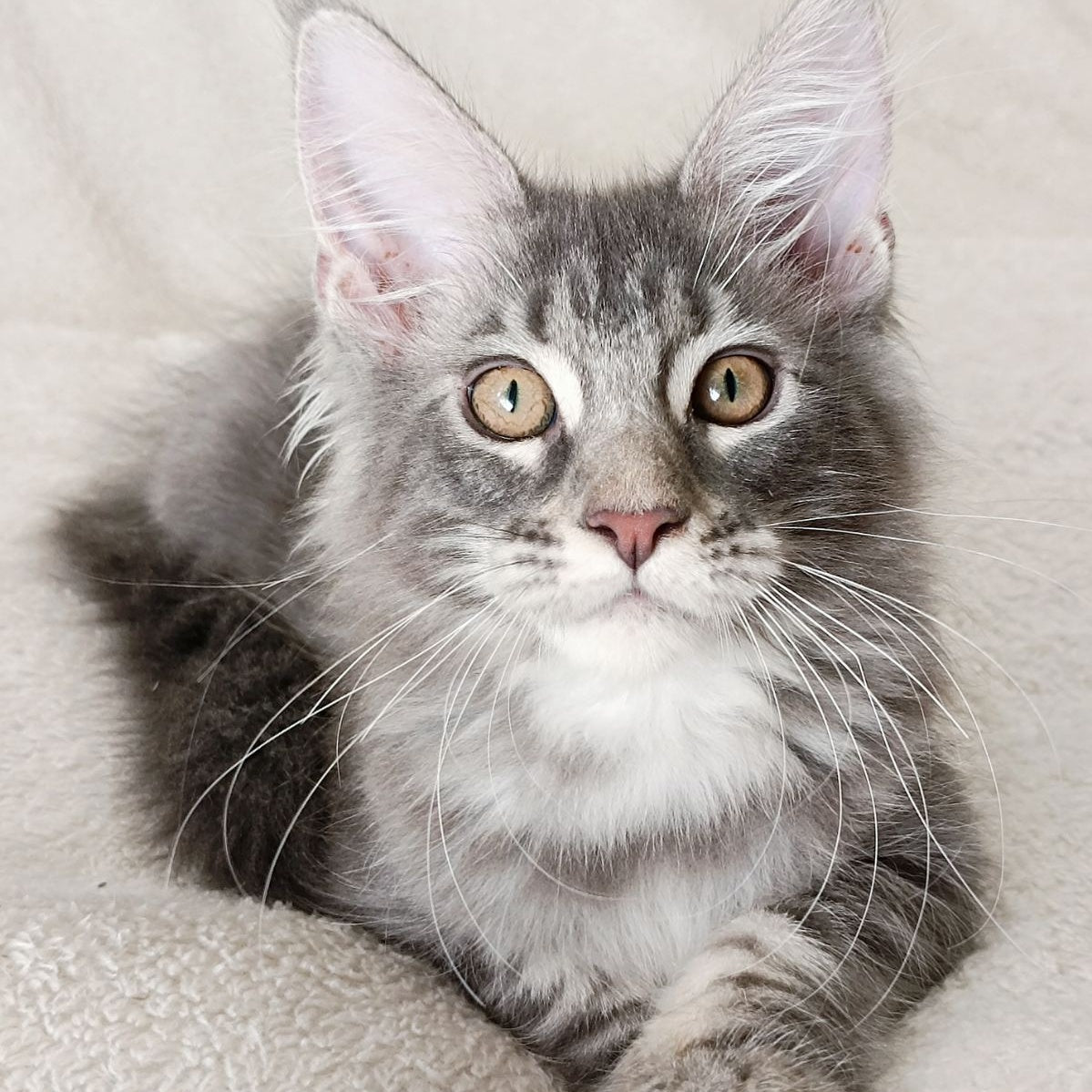 Quartz Beauty Maine Coon female, blue tabby