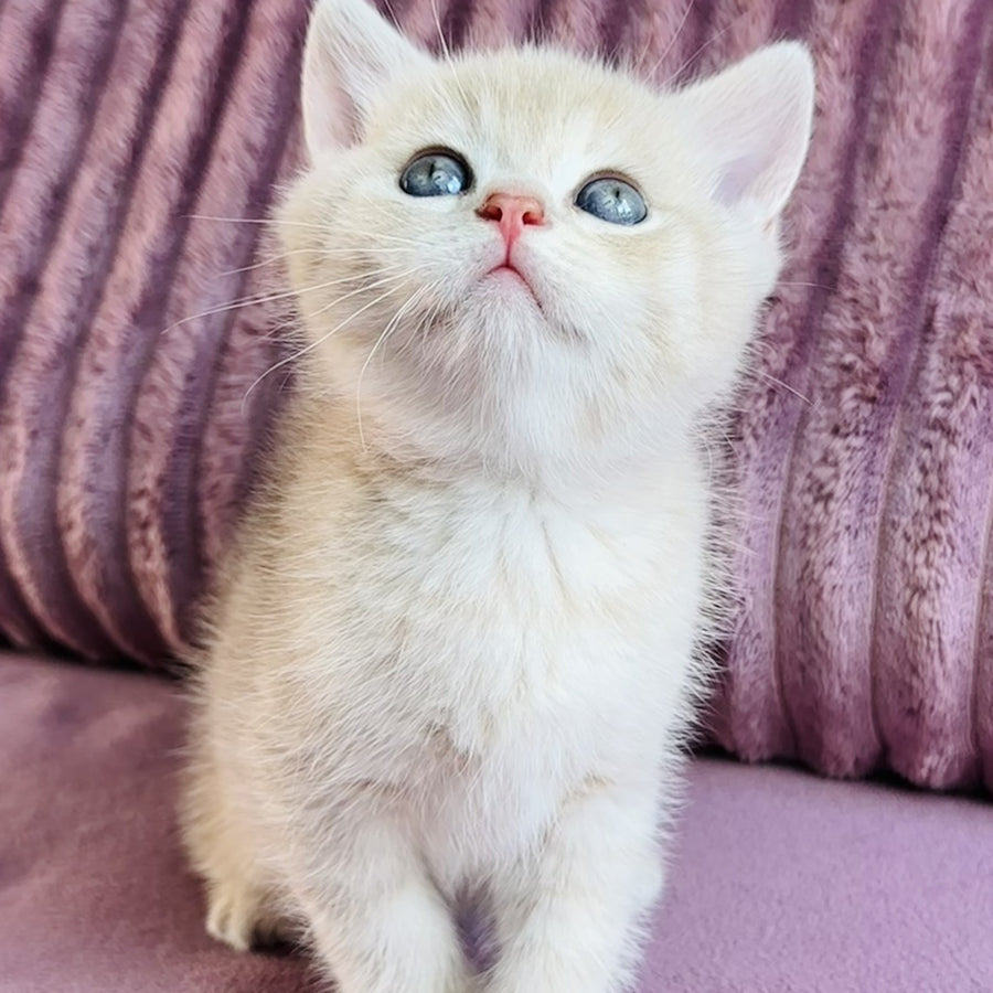 Jin British Shorthair male, blue golden spotted tabby