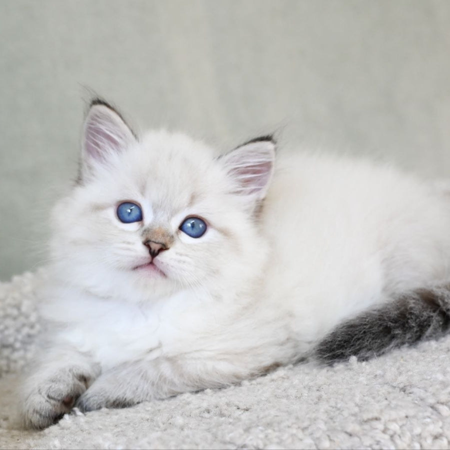 Karat Siberian male, black tabby pointed