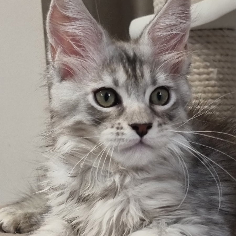 Elit Maine Coon male, black silver spotted tabby