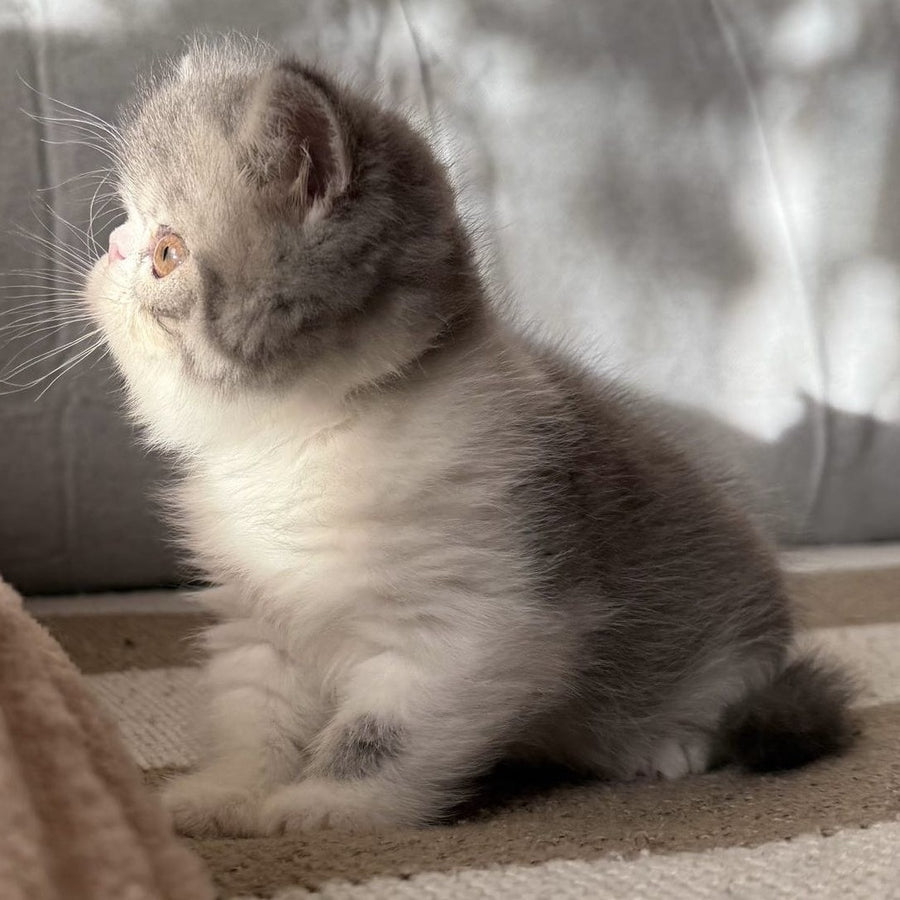 Marie Exotic female, blue bicolour spotted tabby