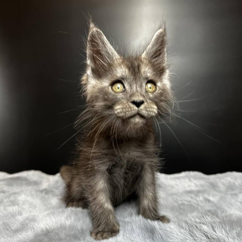 Benjamin Maine Coon male black silver - live animals