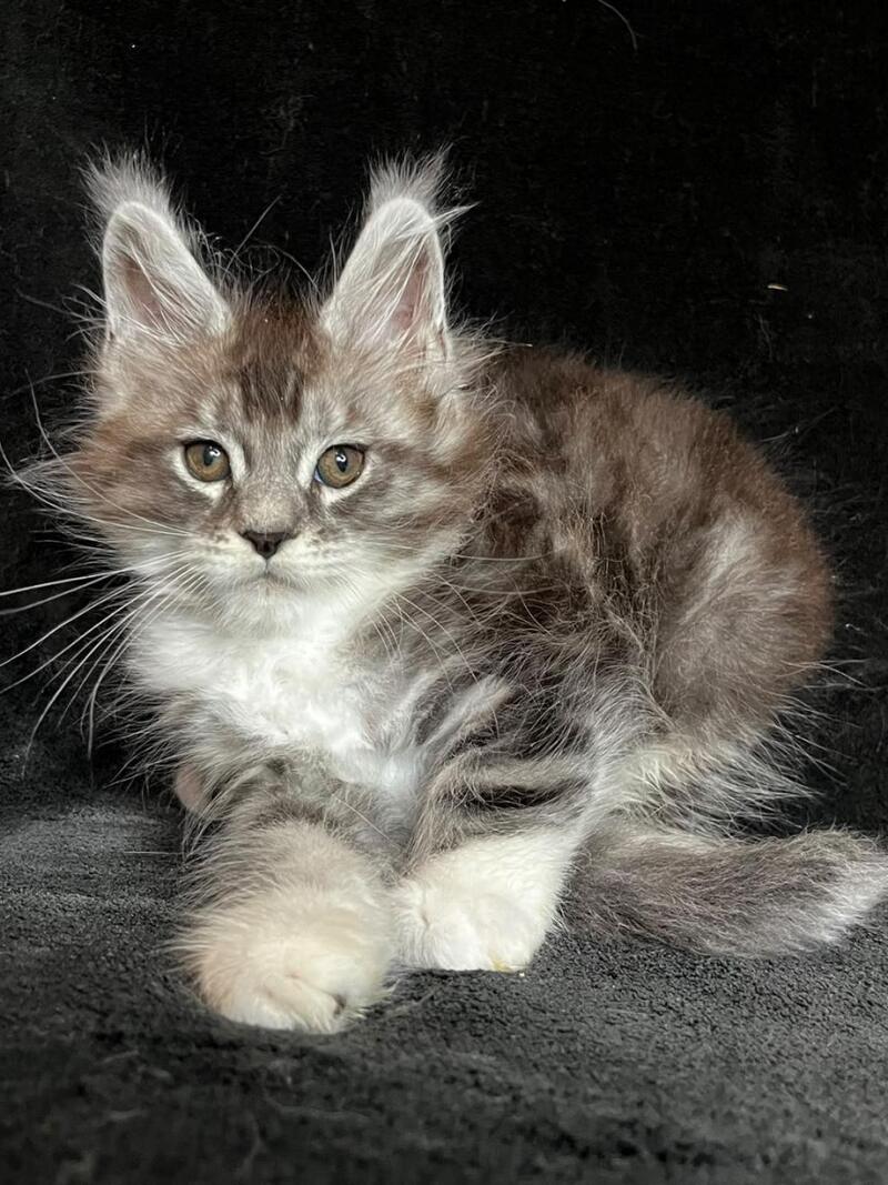 North Maine Coon male, black silver tabby with white