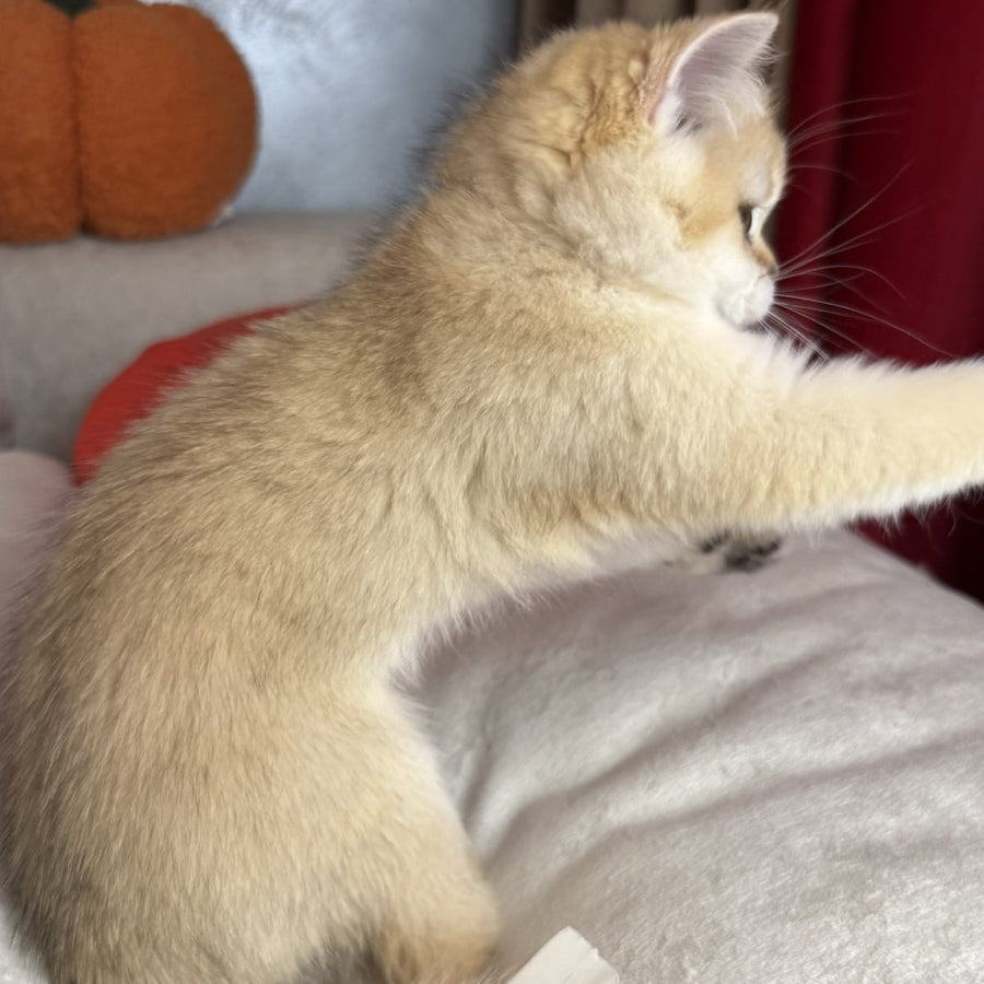 Elvira Scottish Straight female, black golden shaded