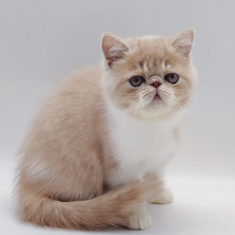 Sam Exotic male, cream bicolour