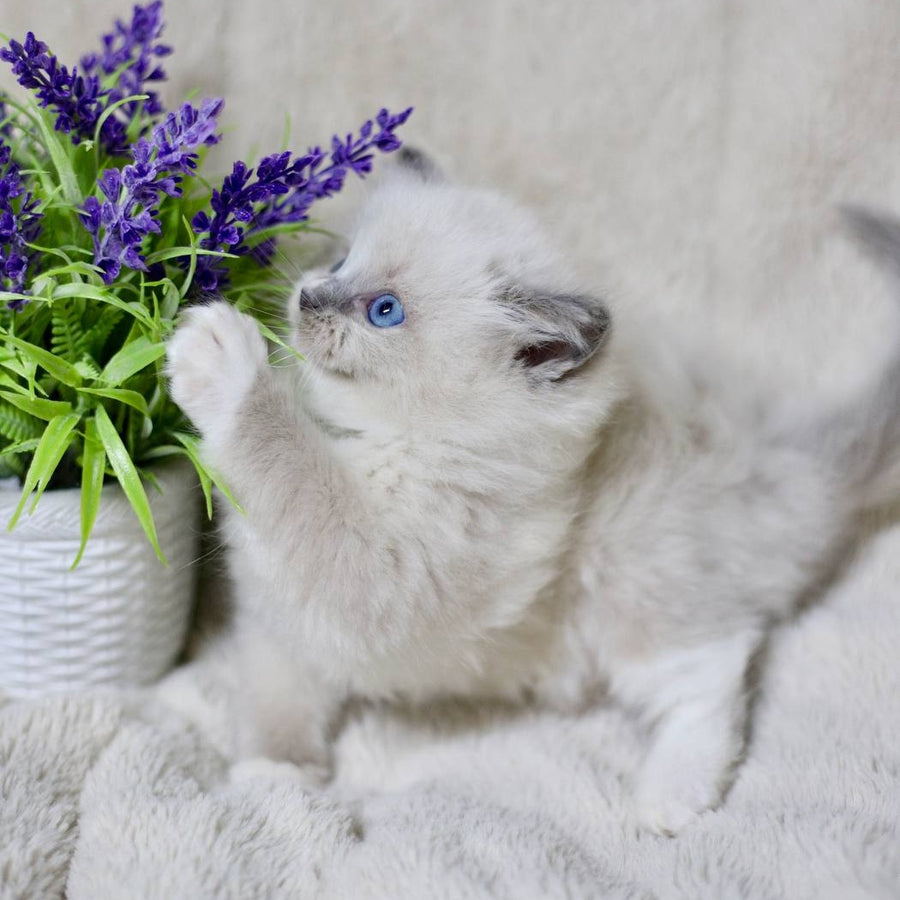 Roddy Ragdoll male, blue mitted