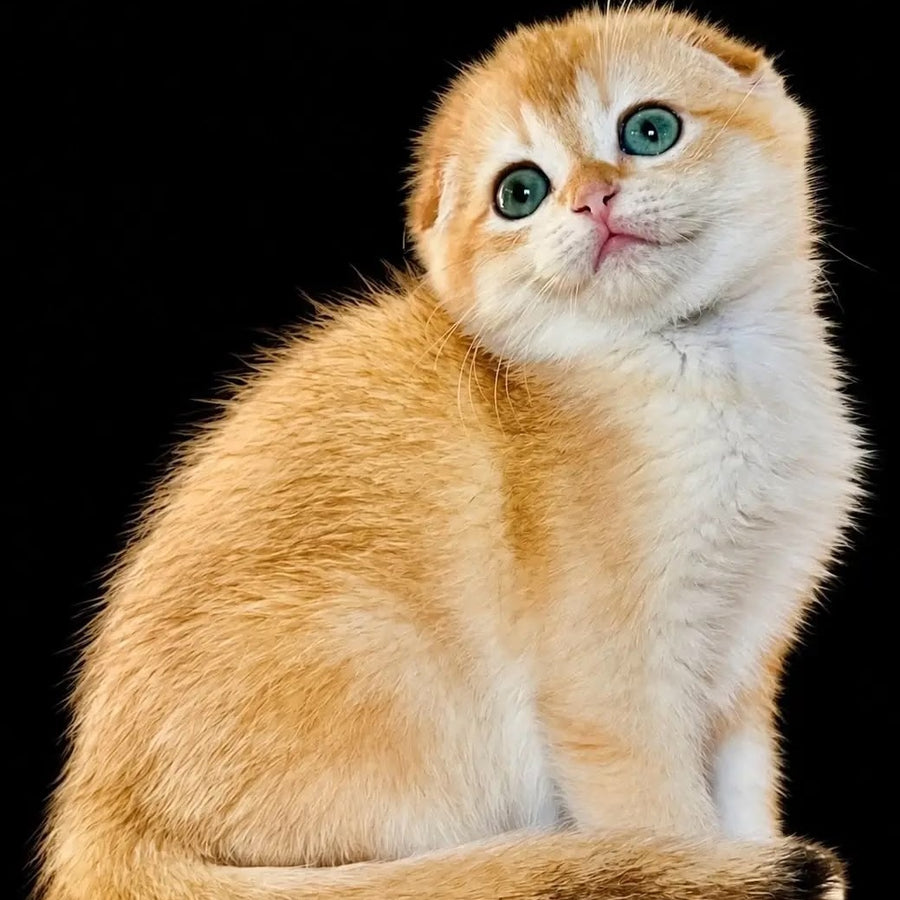 Nikson Scottish Fold male, black golden chinchilla