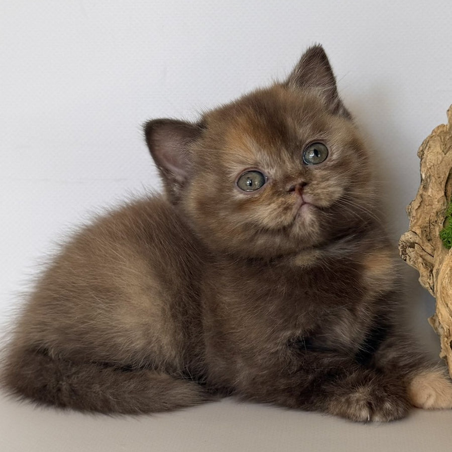 Giana British Shorthair female, cinnamon tortie
