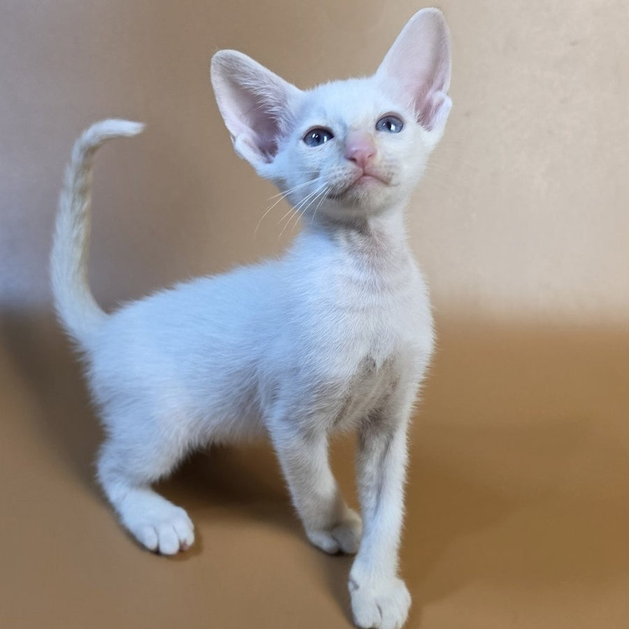 Eclair Siamese male, red
