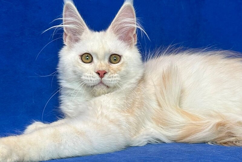 Dobryanka Maine Coon female, red silver shaded