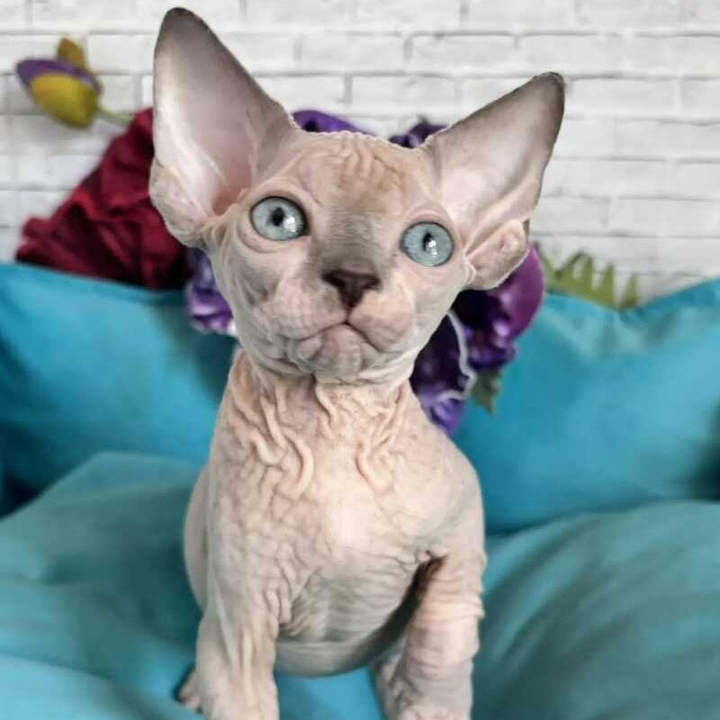 Bazis Canadian Sphynx male, blue pointed bicolour