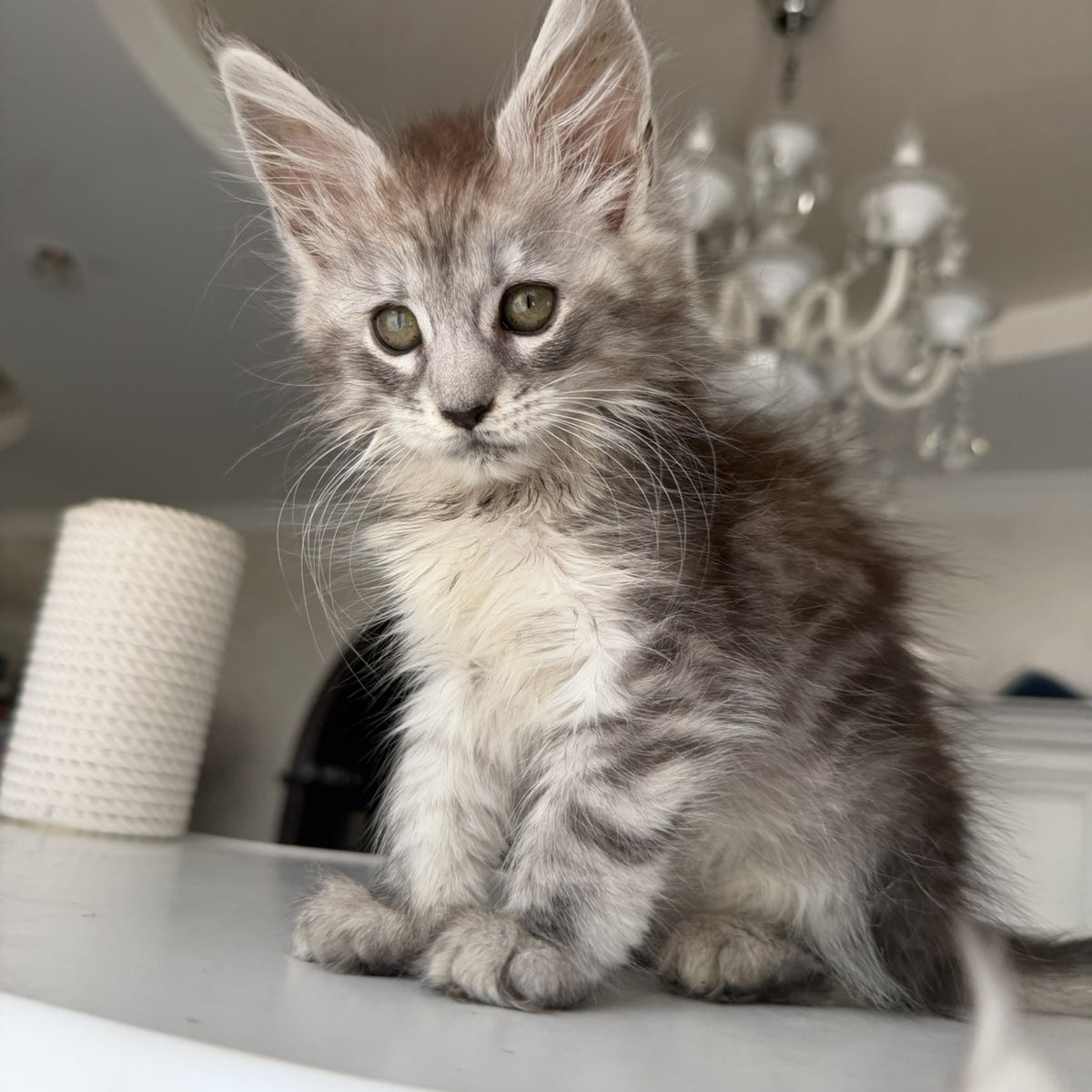 Dofrina Maine Coon female, black silver tabby
