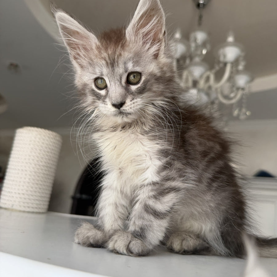 Dofrina Maine Coon female, black silver tabby