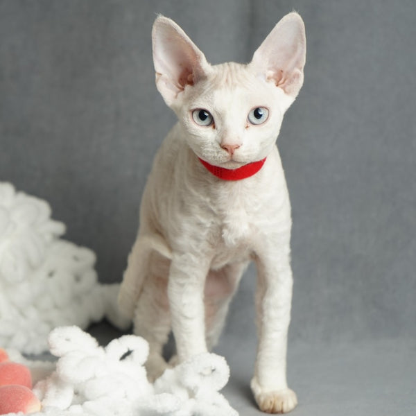 Naitiri Devon Rex female, white