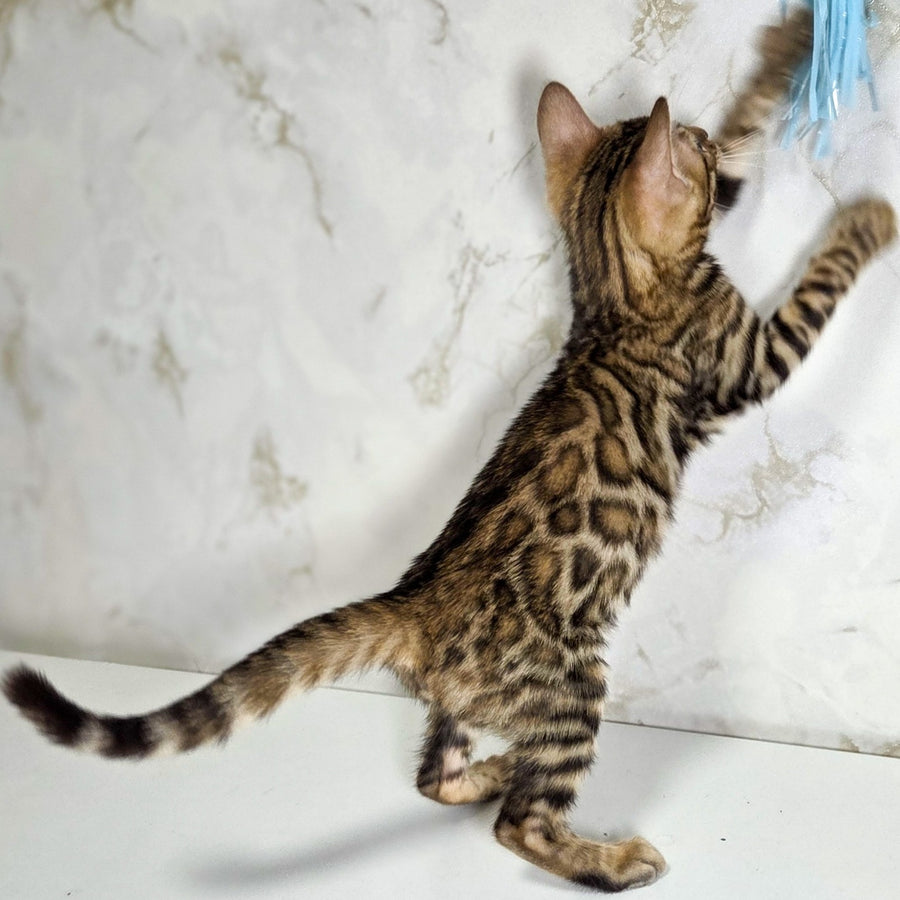 King Bengal male, black spotted tabby