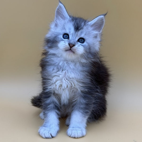 Hugo Maine Coon male, black silver ticked tabby