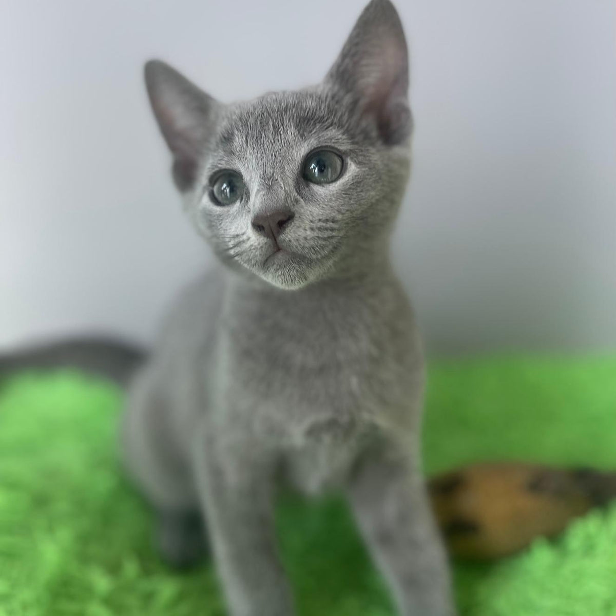 Noi Russian Blue male, blue