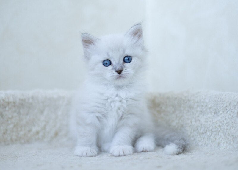 Hurma Siberian female, blue with white tabby pointed