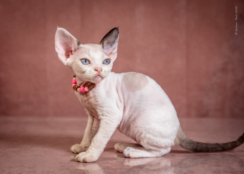 Luna Devon Rex female, black van pointed