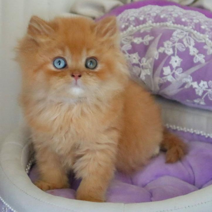 Meir British Longhair male, red