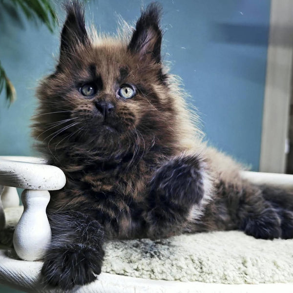 Geralt Maine Coon male, black