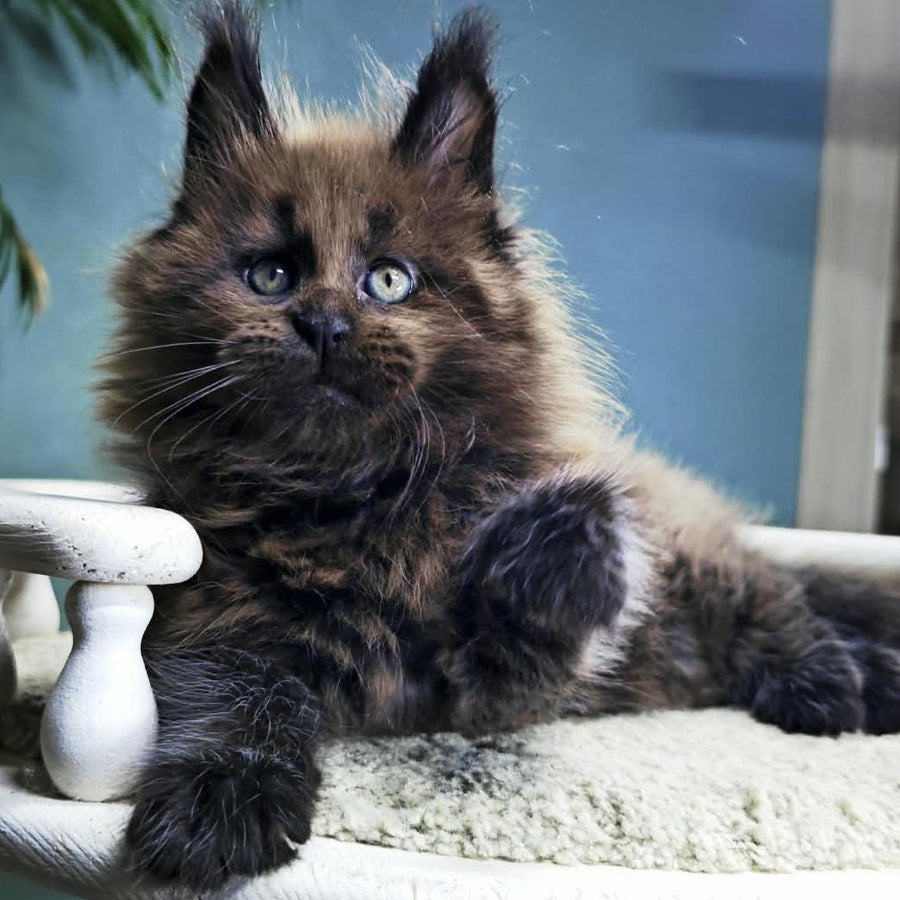 Geralt Maine Coon male, black