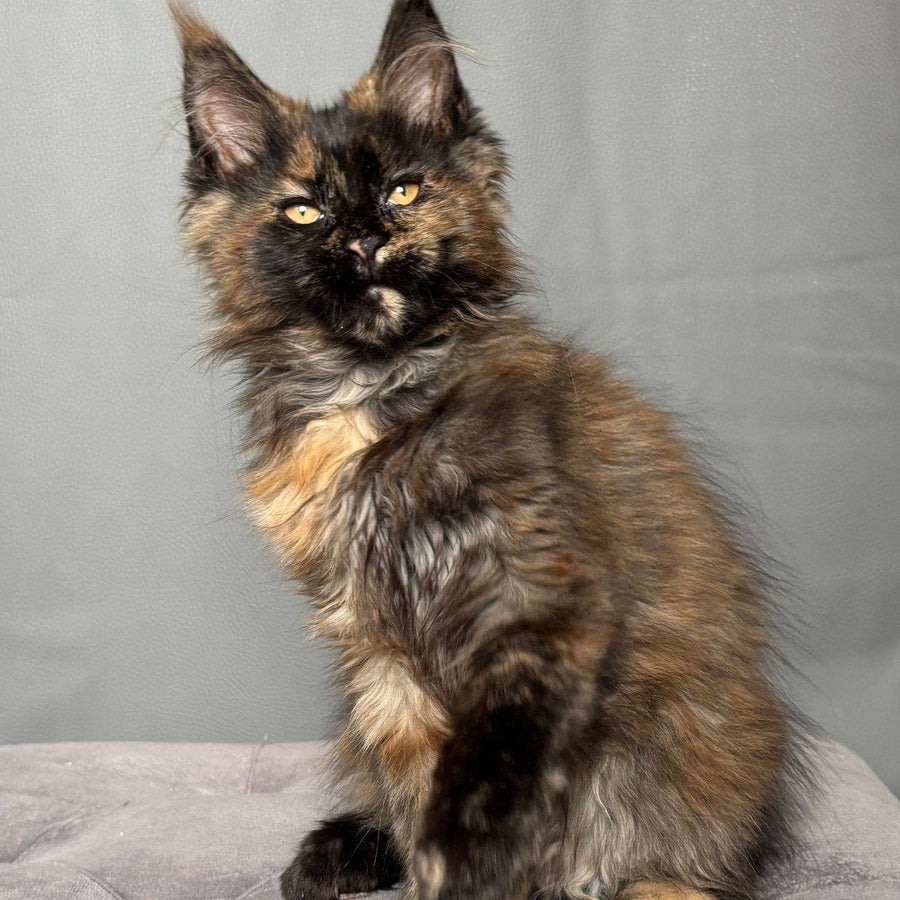 Infinity Maine Coon female, black tortie