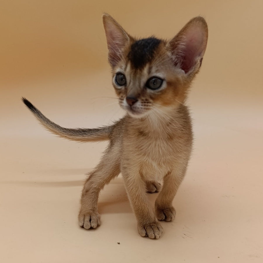 Nelson Abyssinian male, black