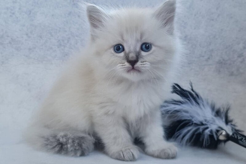Xan Siberian male, blue tabby pointed