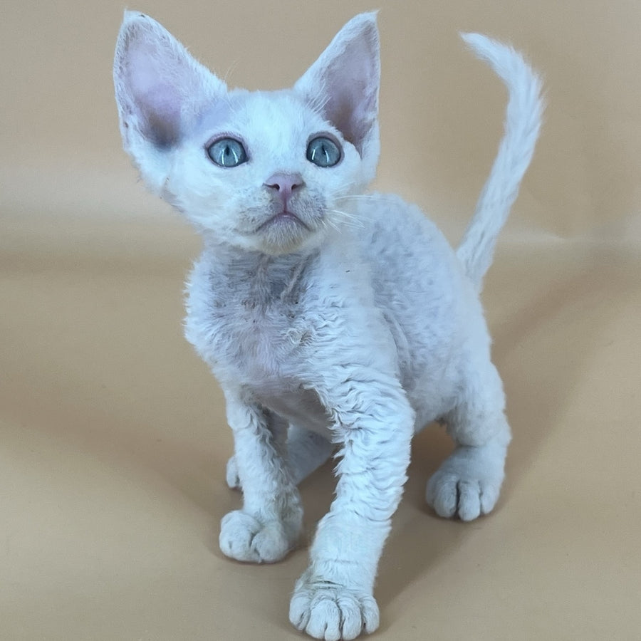 Arni Devon Rex male, white