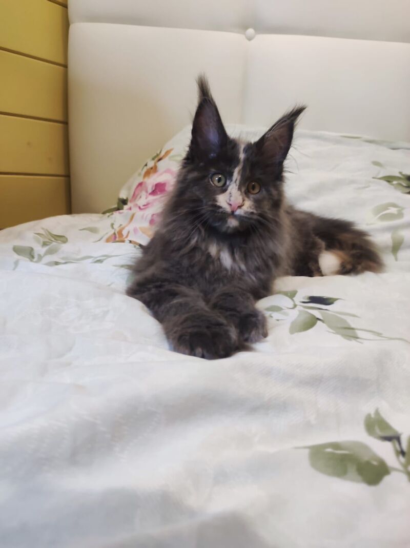Enigma Maine Coon polydactyl female, blue tortie with white