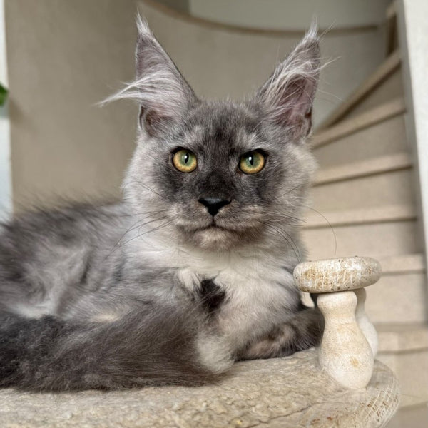 Kupidon Maine Coon male, black silver with white