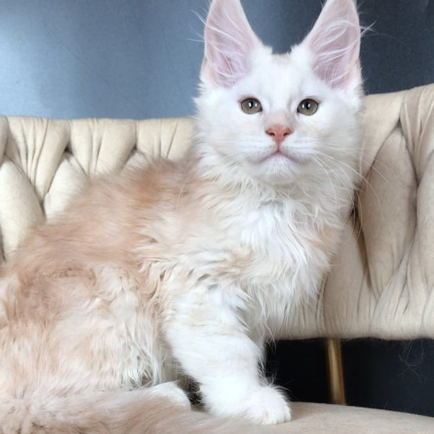 Endi Maine Coon male, red silver