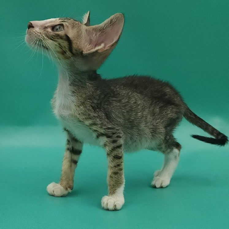 Valery Oriental Shorthair female, black tortie bicolour spotted tabby