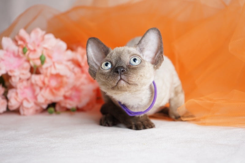 Nona Devon Rex female chocolate pointed - live animals