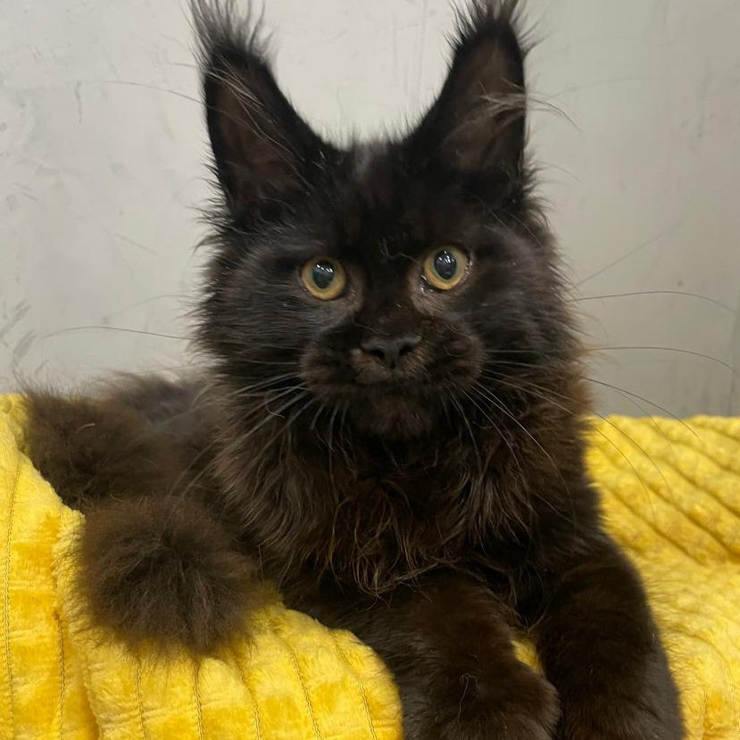 Potap Maine Coon male, black