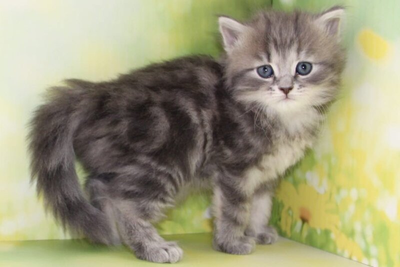 Konfetka Siberian female blue tortie tabby - live animals