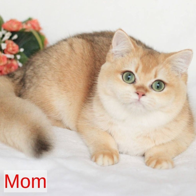 Webster British Shorthair male, blue golden chinchilla