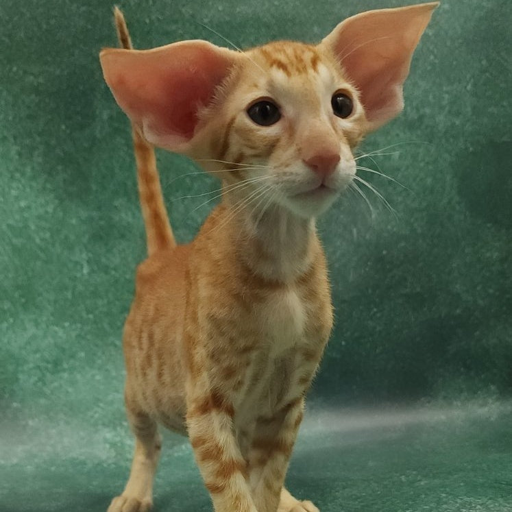 Zаnder Oriental Shorthair male, red spotted tabby