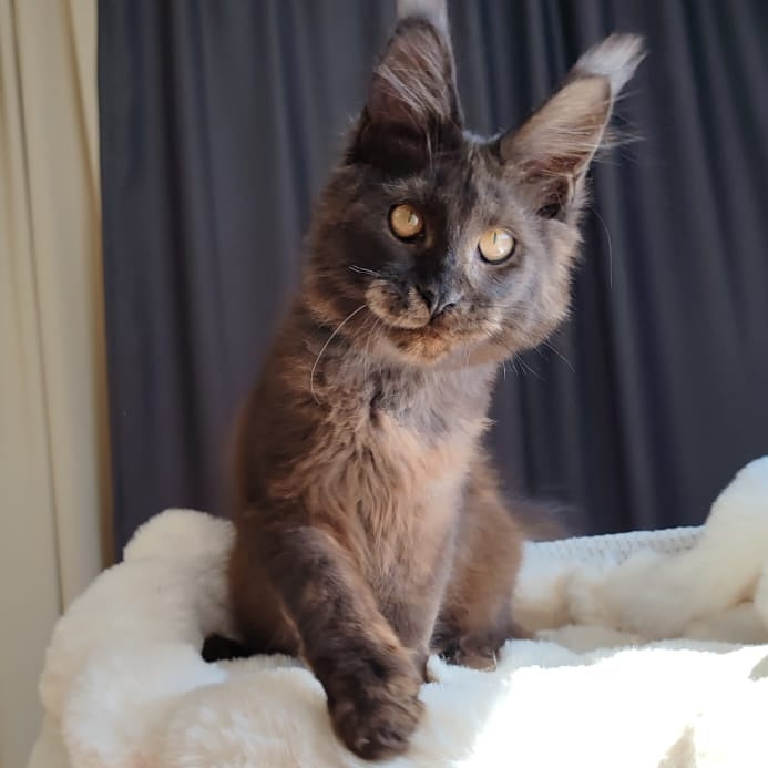 Sarhan Maine Coon male, black silver