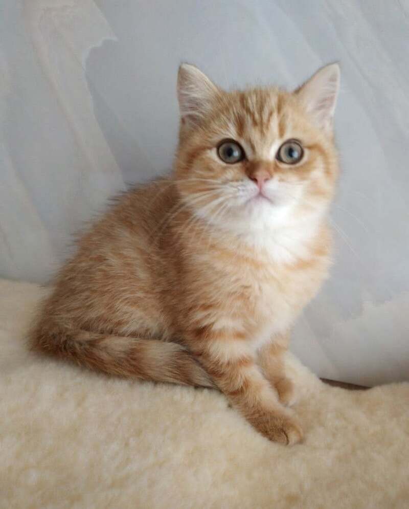 Agatha British Shorthair female, chocolate golden spotted tabby