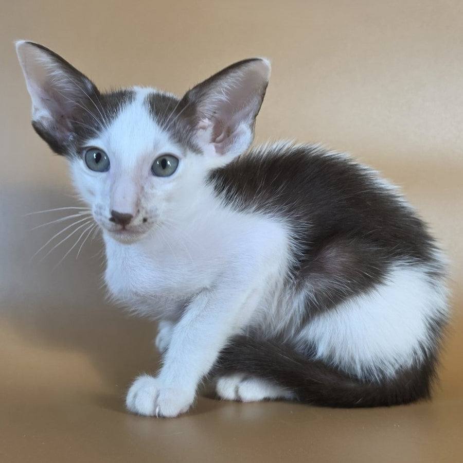 Cookie Oriental Shorthair male, chocolate van