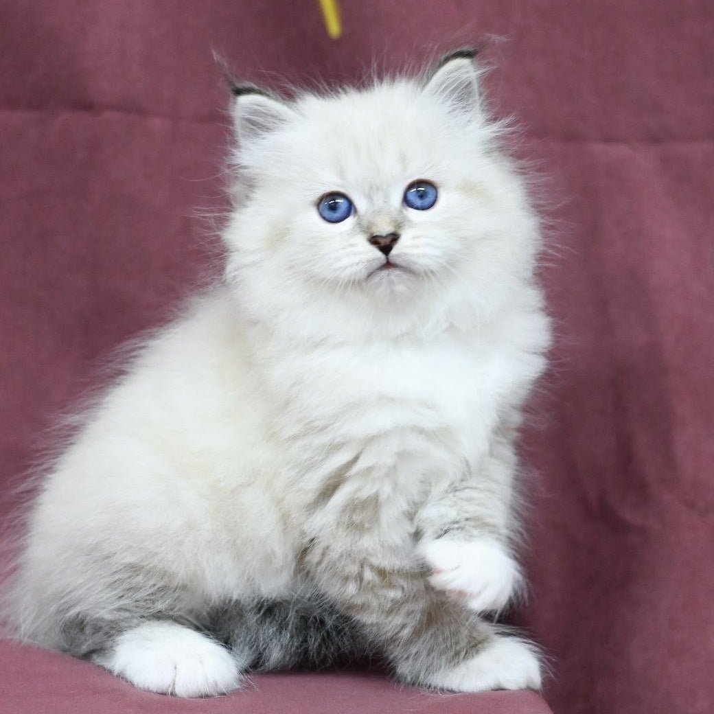 Magnat Siberian male, black tabby pointed with white
