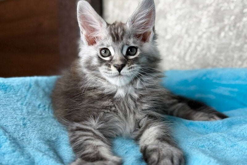 Zlata Maine Coon female, black silver ticked tabby