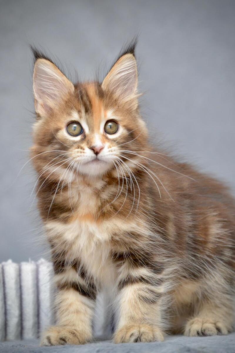 Vatrushka Maine Coon female black tortie with white tabby live animals