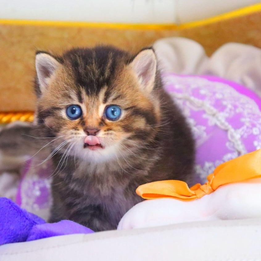 Nestor British Shorthair male, black ticked tabby