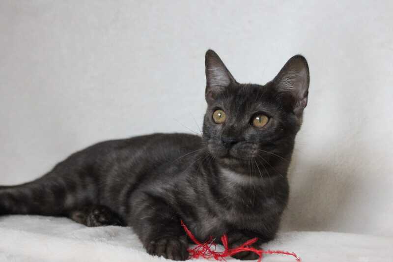 Ponti Bengal male, black silver