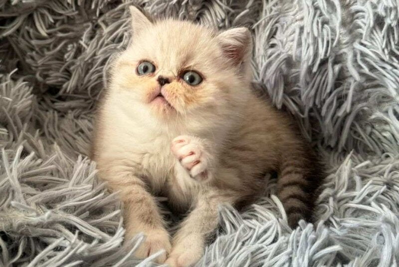 Aria Persian female, black tortie silver with white tabby pointed