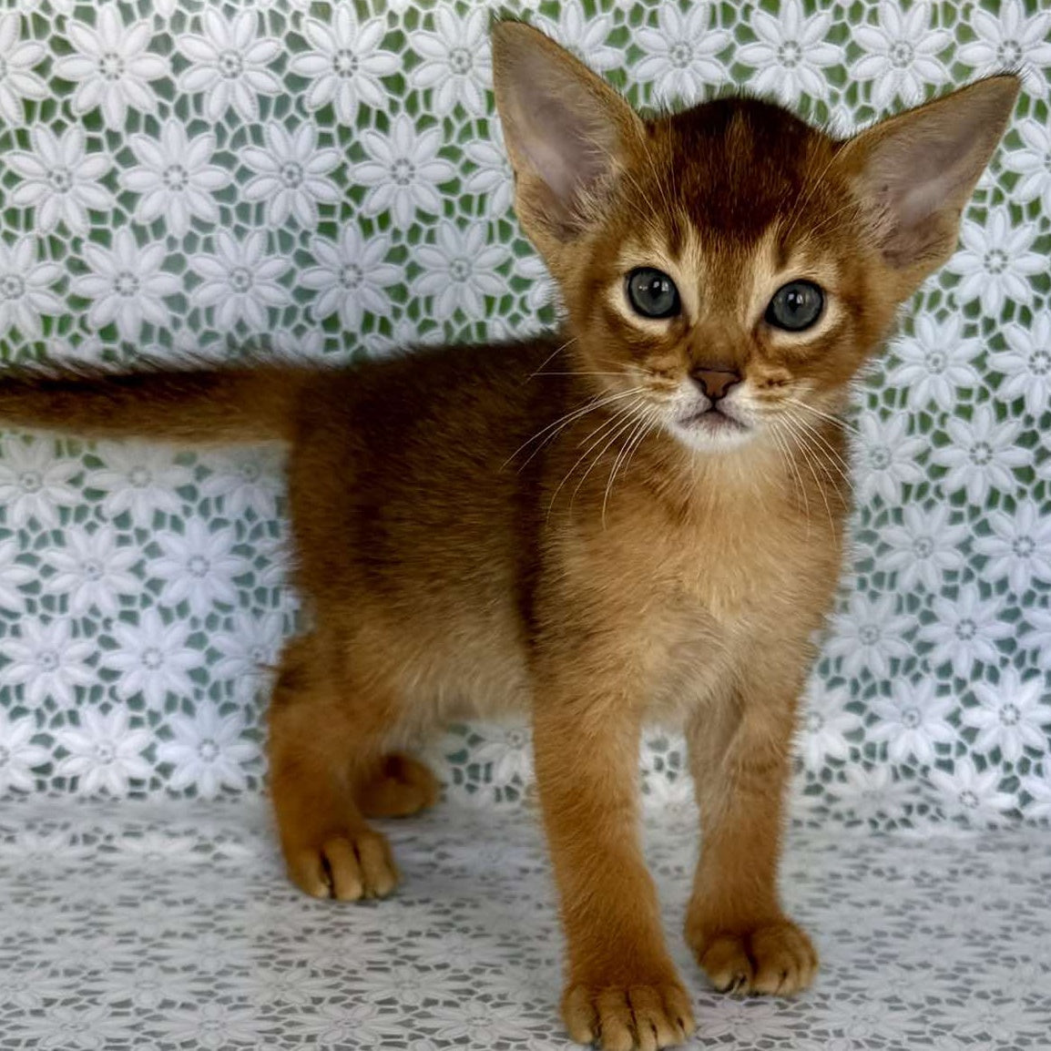 Hermes Abyssinian male, ruddy
