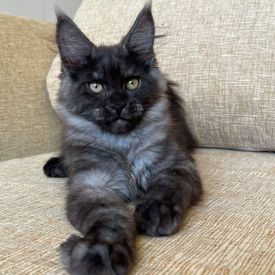 Atlantic Maine Coon female, black silver